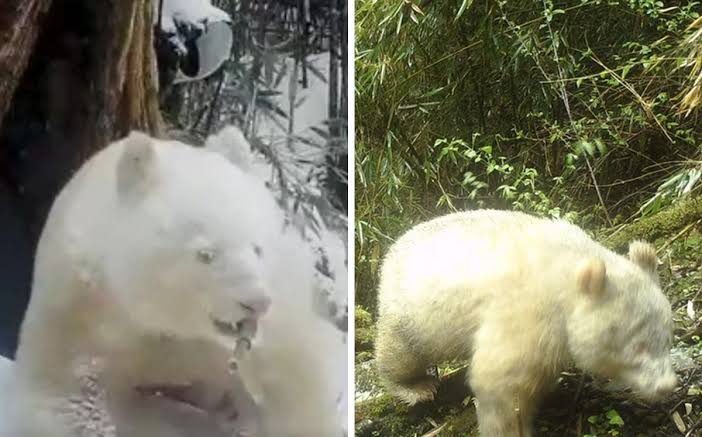Captan al único panda totalmente blanco en el mundo en China