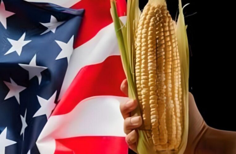 EU se niega a colaborar con México en estudio sobre maíz transgénico