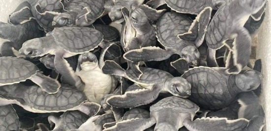 En Playa del Carmen han liberado más de 55 mil tortugas en esta temporada de anidación