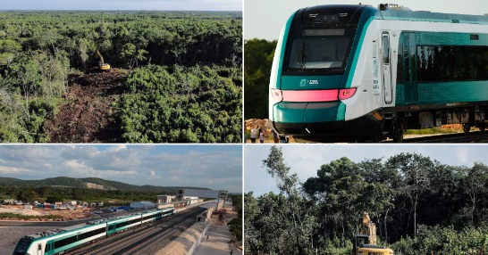 ¿Cuántos árboles se han tirado para la construcción del Tren Maya? Ambientalistas denuncian millones