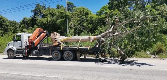 Continúa reforestación de camellón central del tramo carretero en Solidaridad