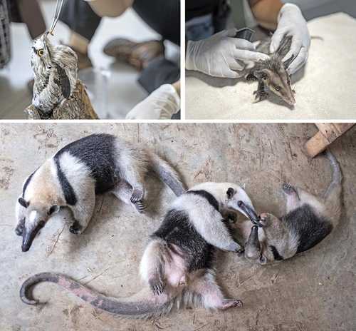 Ecologistas alojan en aire acondicionado e hidratan animales moribundos por calor