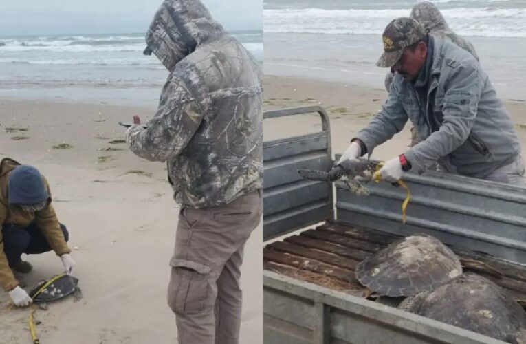 Rescatan a 40 tortugas verdes con hipotermia en las costas de Tamaulipas