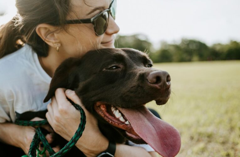 Aprueban custodia compartida de mascotas en caso de divorcio 