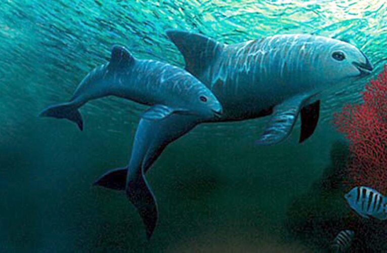 México y ONG confirman el avistamiento de entre siete y 10 ejemplares de vaquita marina