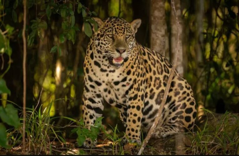 El jaguar tamaulipeco: el sigiloso guardián que ronda las sierras del estado