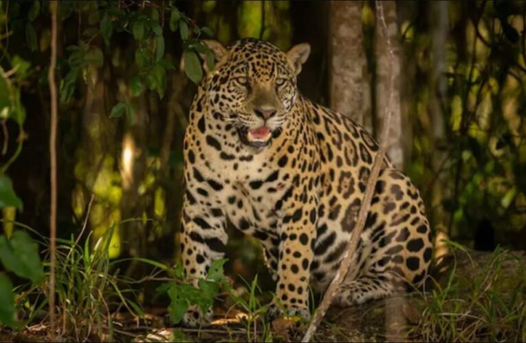 Empresa de energía impulsará la protección del jaguar en Tamaulipas