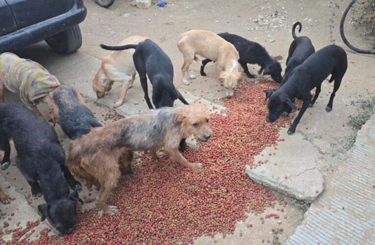 Sacrificaban perros para consumo humano en Oaxaca