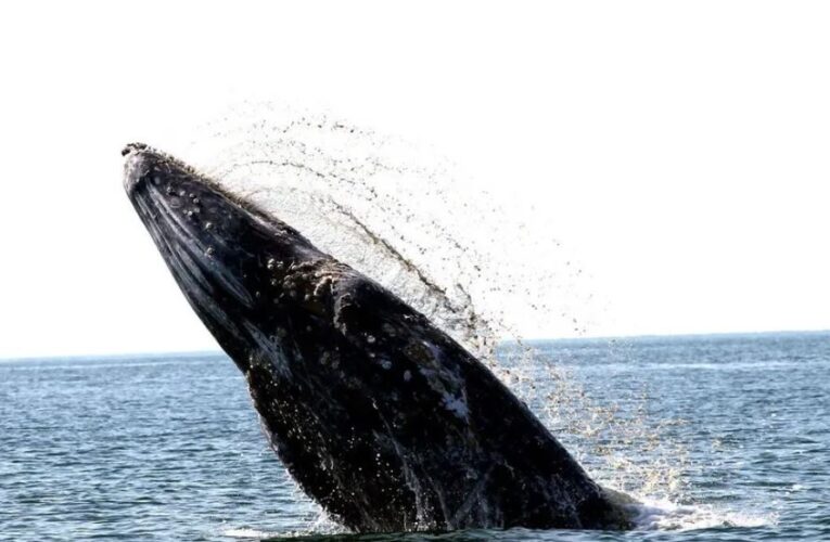Ballenas grises en México: Conanp reporta solo 15 crías nacidas en Baja California Sur