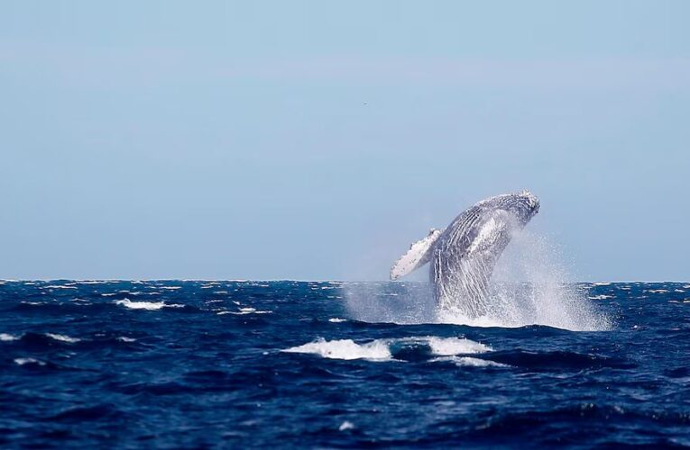 Profepa realiza operativo sobre observación responsable de ballenas en Nayarit