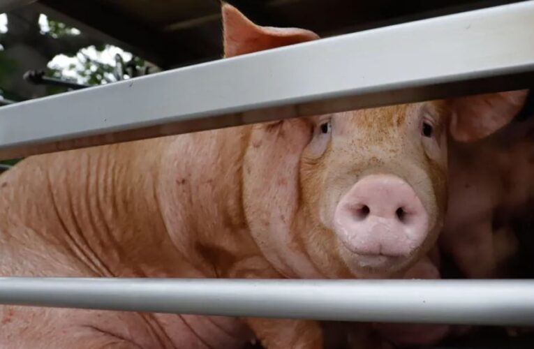 Incendio en granja porcícola en Estados Unidos deja sin vida a 6 mil cêrdôs