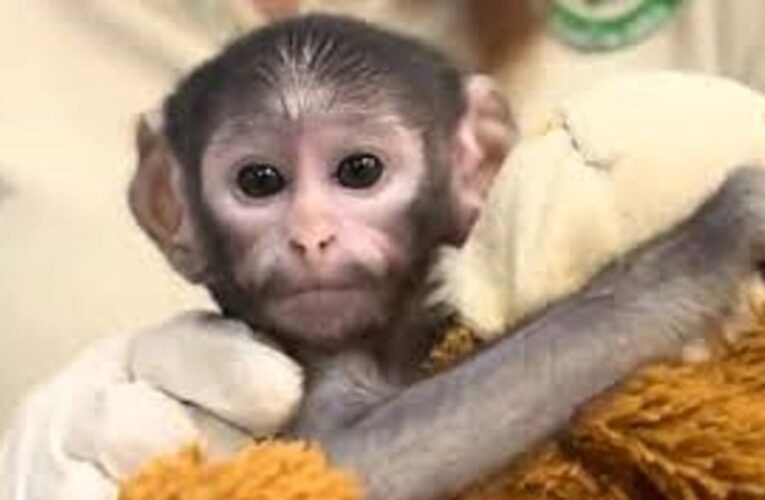 Conoce a “Punch mexicano”, el mono bebé que conmueve a las redes sociales