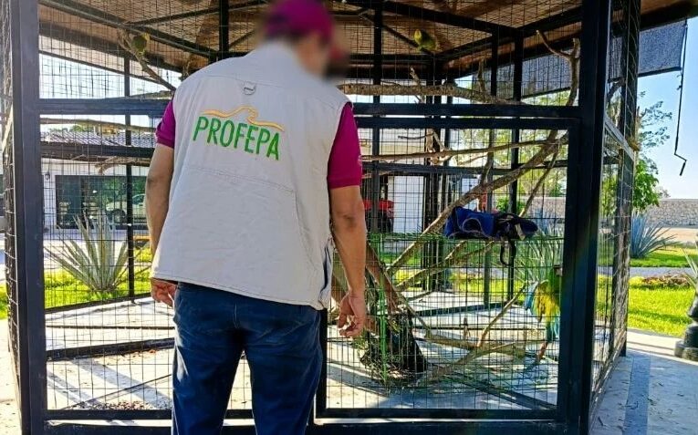 En Macuspana indagan a líder de Morena por comer tortuga