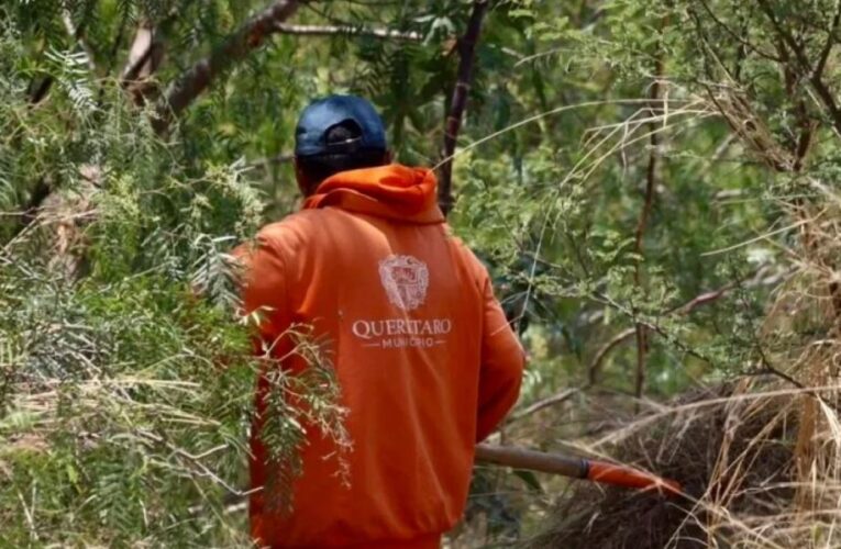 Retiro de lirio en el Querétaro 2000 concluirá la próxima semana