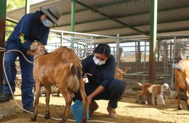 Baja California Sur producirá 10 mil cabezas de ganado caprino en 2026