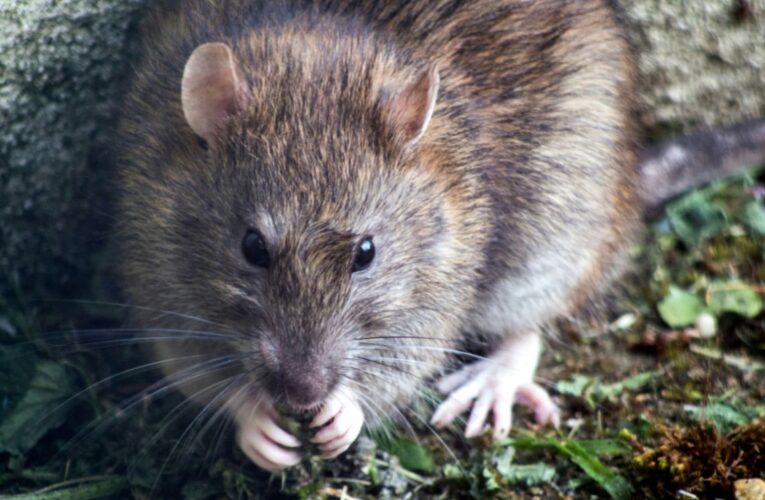 Secretaría de Salud emite aviso epidemiológico por hantavirus