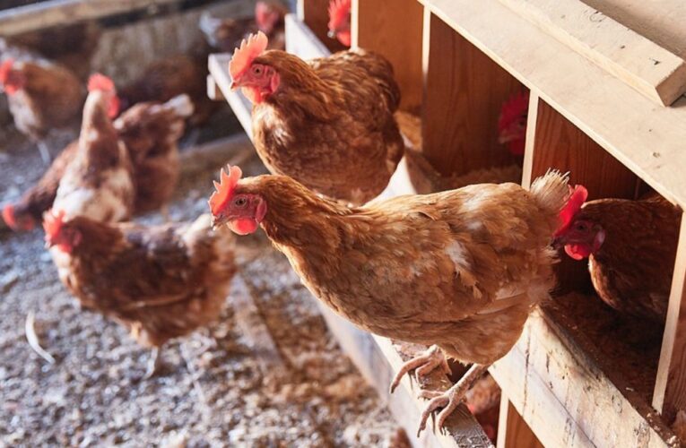 Avicultores trabajan para que Estados Unidos declare a Sinaloa libre de gripe aviar