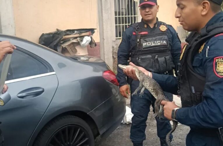 Policías rescatan a un caimán hallado dentro de una vivienda en Álvaro Obregón