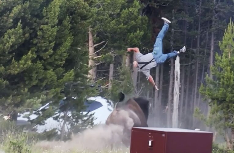 Turista embestido por un bisonte en Yellowstone relata el ataque: “El problema fue el aterrizaje”