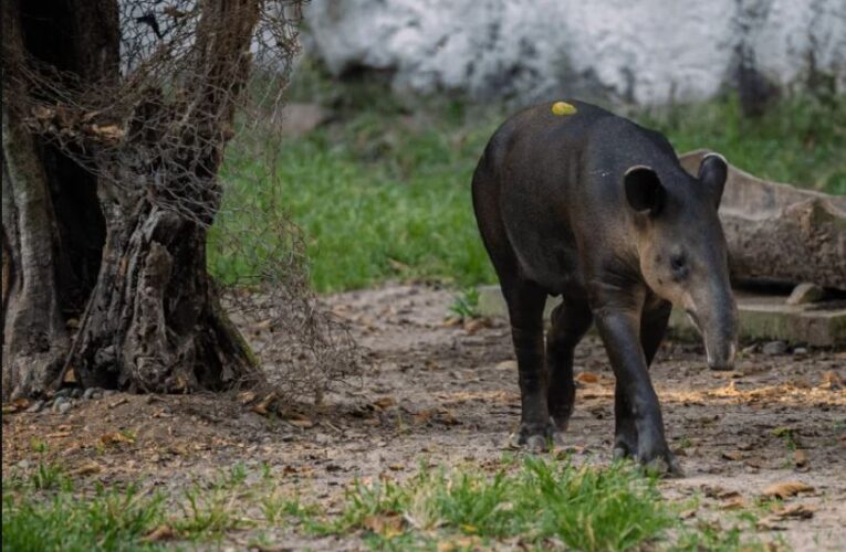 Santuario del Tapir en Kinchil, Yucatán, podría concretarse a finales de año