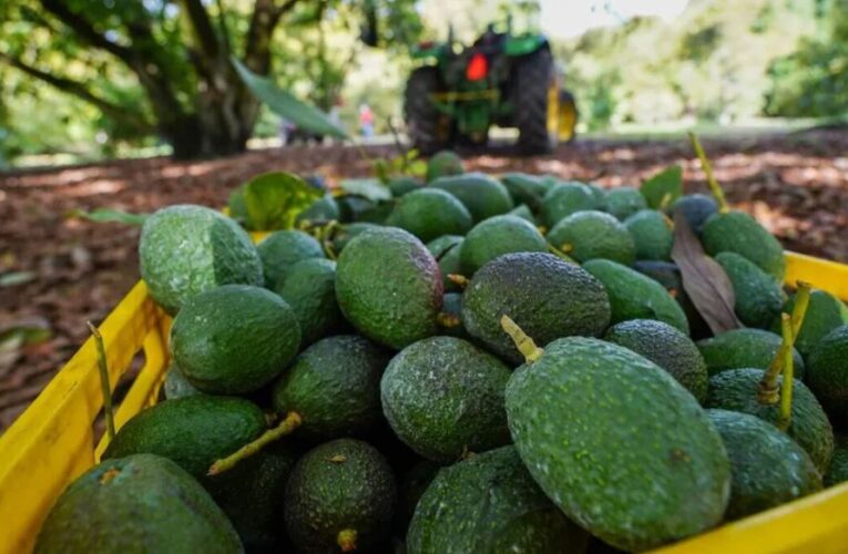 Reabre Estados Unidos la puerta a aguacate michoacano de forma “gradual”