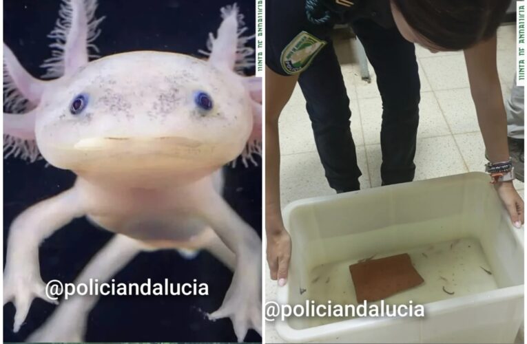 Recuperan en Granada 29 ajolotes mexicanos vendidos de manera ilegal