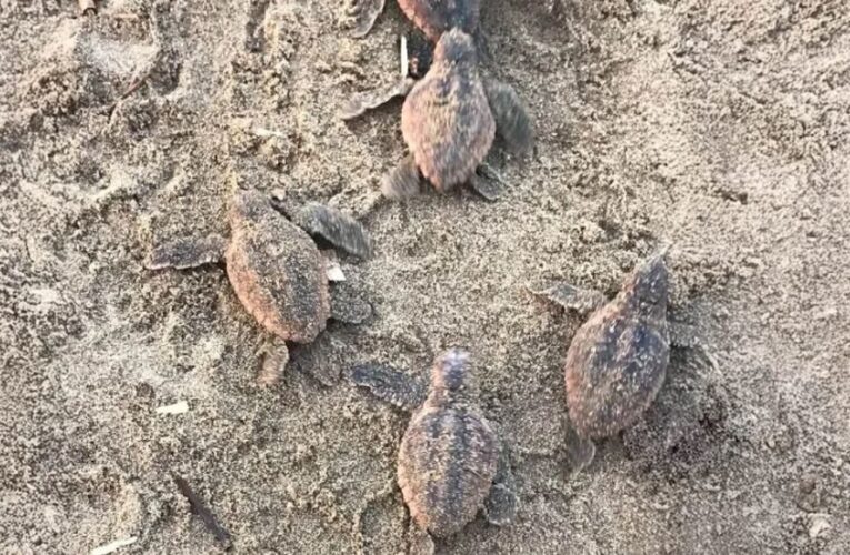 Registran por primera vez nacimiento de tortuga caguama en Catemaco; liberan 88 crías