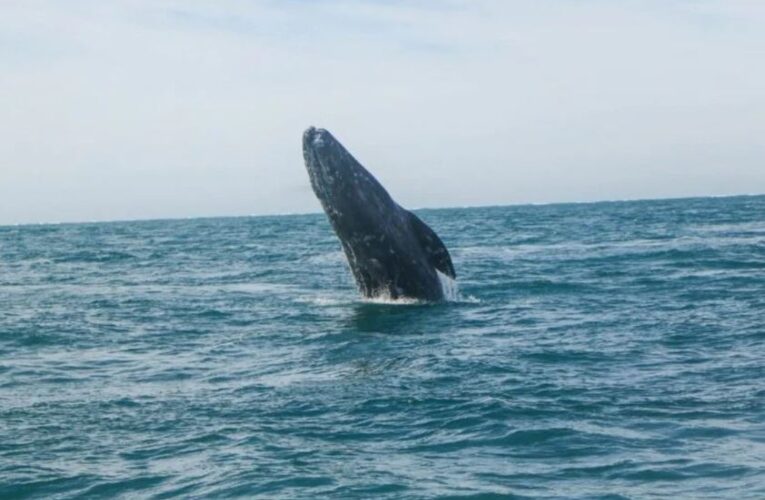 “Las ballenas también tienen derechos”: la batalla legal para protegerlas en el Golfo de California
