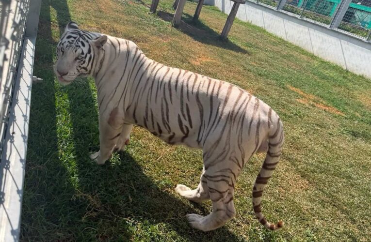 Aseguran 135 animales exóticos y 68 mil litros de diésel