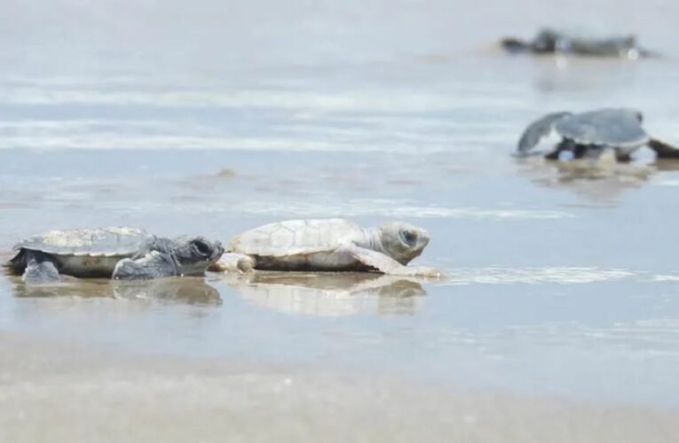 Nace tortuga verde con aspecto inusual y sorprende a especialistas en Tamaulipas