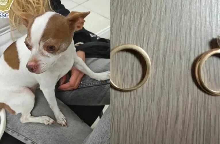 Le salió cara la perrita: exigía dos anillos