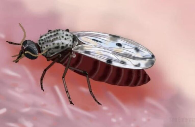 Muere en Francia un hombre infectado con el virus shamonda