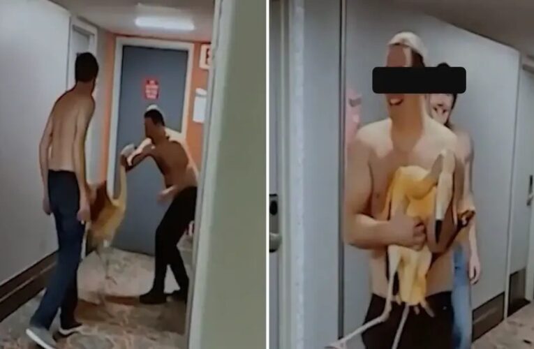 Podría pasar 4 años en prisión por robar un flamenco en Las Vegas